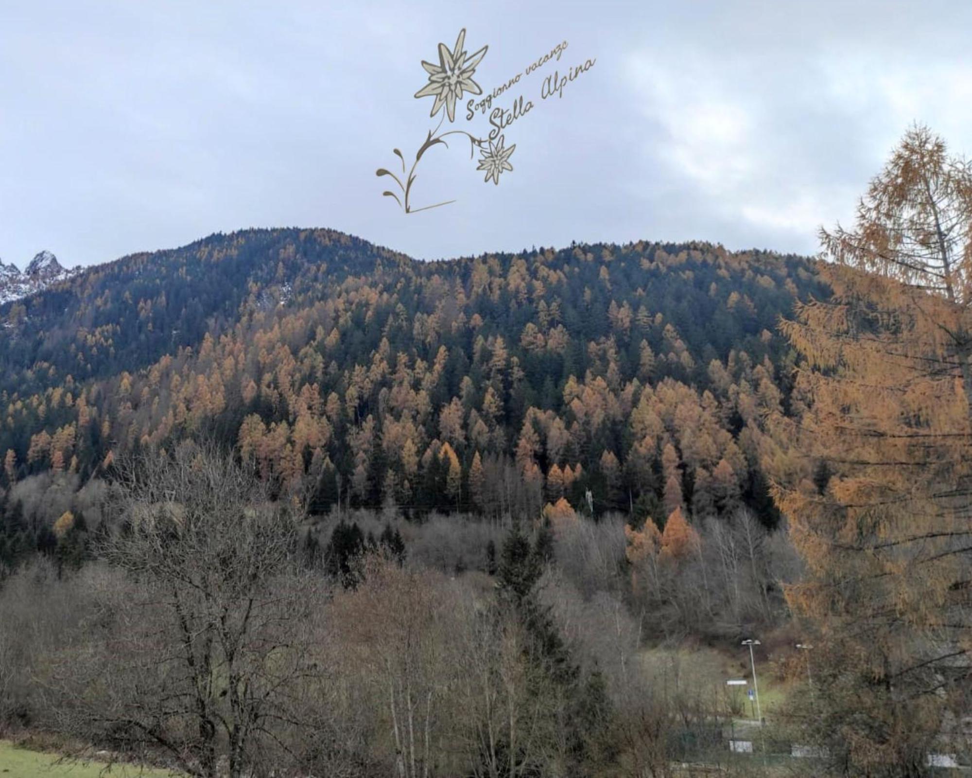 Soggiorno Vacanze Stella Alpina Temù Kültér fotó